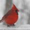 Male Cardinal in Snowstorm