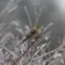 American Goldfinch after ice storm