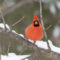 Cardinal after the snowfall