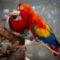 Macaws in  Love