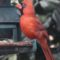 Northern Cardinal with encrusted eye