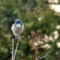 Blue Scrub Jay