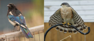 a juxtaposition of a Black-bileld Magpie perched on a fence on the left and a Sharp-shinned HAwk perched on a feeder on the right with wings outstretched.