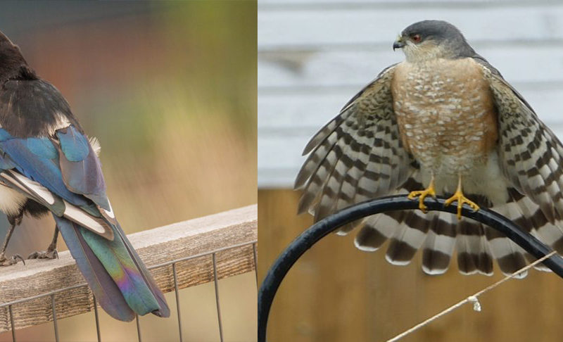 a juxtaposition of a Black-bileld Magpie perched on a fence on the left and a Sharp-shinned HAwk perched on a feeder on the right with wings outstretched.