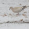Partially Leucistic Eurasian Collared-Dove