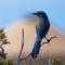 Woodhouse’s Scrub Jay at Dead Horse Point State Park