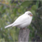 A Rare White Sparrow (mutation)