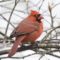Northern cardinal with illness affecting eye area