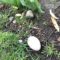 Mallards leave an egg