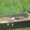 American Goldfinches and Chipping Sparrow at the feeder.