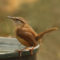 Carolina Wren on bird bath