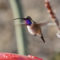 Lucifer Hummingbird, male