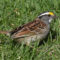 White -throated Sparrow