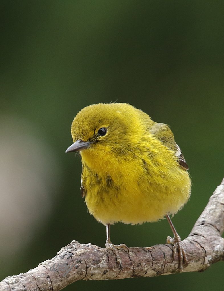 Pine Warbler - FeederWatch