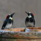 Acorn Woodpeckers