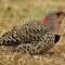 Northern Flickers All Over