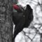 Pileated Getting Pretty