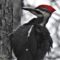 Pileated Preferring Privacy