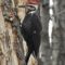 Pileated Woodpeckers Galore Today