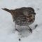 Fox Sparrow Stop-over In The Snow