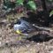 Yellow rump Warbler