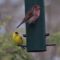 Finches on Feeder