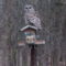 Barred owl on bird feeder