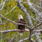 Bald Eagle Sitting Along Mill Cove Looking for Lunch
