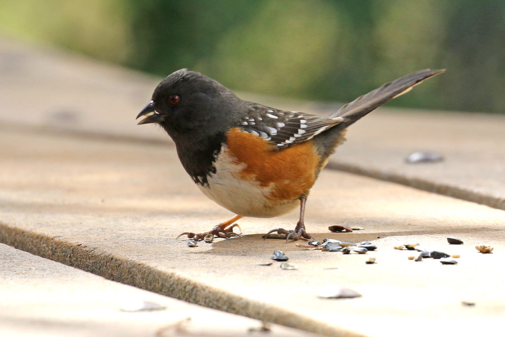 Spotted Towhee Feederwatch