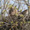 Great Horned Owl on her nest