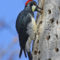 Acorn Woodpecker on its granary tree
