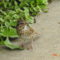 Lincoln’s Sparrow