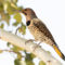 Northern Flicker (Yellow-Shafted)
