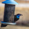 The Common Grackle looking very handsome in the sunlight.