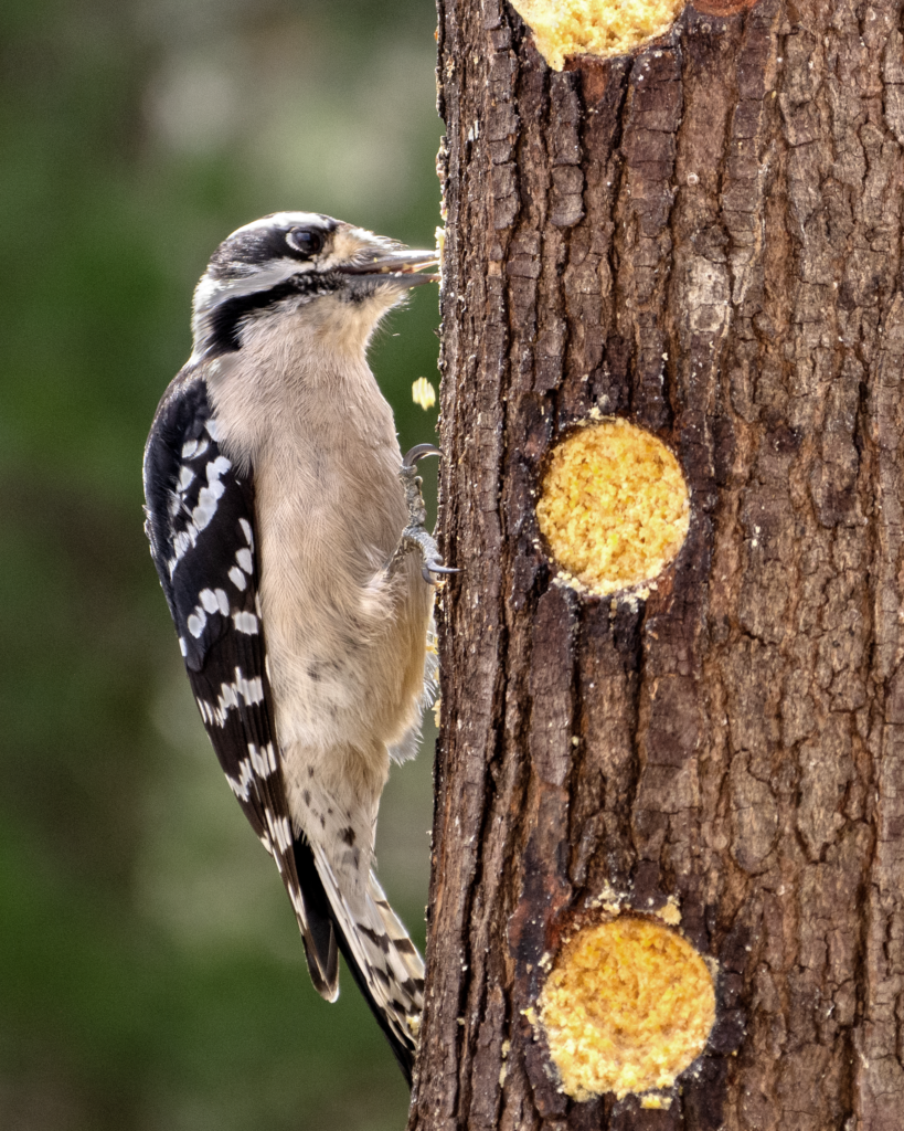 downy woodpecker diet