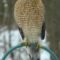 Cooper’s Hawk at the feeder