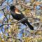 Many Red-winged Blackbirds about