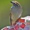 Chipping Sparrow Soaking Up Some Sun
