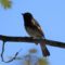 First Warbler Of The Spring Capture-American Redstart