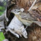 Black-headed Grosbeak – female