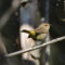Migration is Marvelous: Palm Warbler