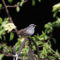 Migration is Marvelous! White-crowned Sparrow