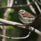 Migration is Marvelous! Wonderful White-throated Sparrow