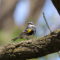 Migration is Marvelous: Yellow-rumped Warbler