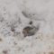 Dead bird / Sparrow : possible Salmonella