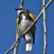 Yellow-rumped Warbler & Rather Hot Blue Sky