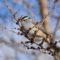 White-crowned Sparrow eating Russian Elm buds