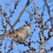 White-crowned Sparrow eating Russian Elm Buds