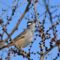 White-crowned Sparrow eating Russian Elm Buds