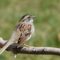 White-throated Sparrow, Tan Morph